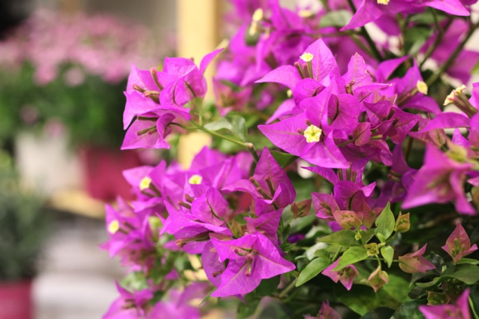 Kahle Drillingsblume (Bougainvillea glabra)