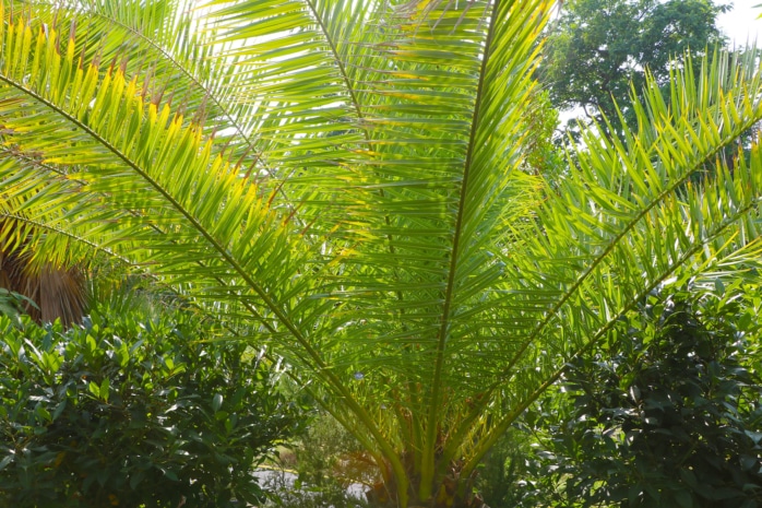 Kanarische Dattelpalme (Phoenix canariensis)