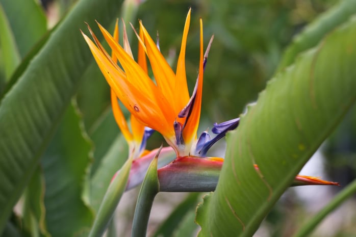 Papageienblume (Strelitzia reginae)