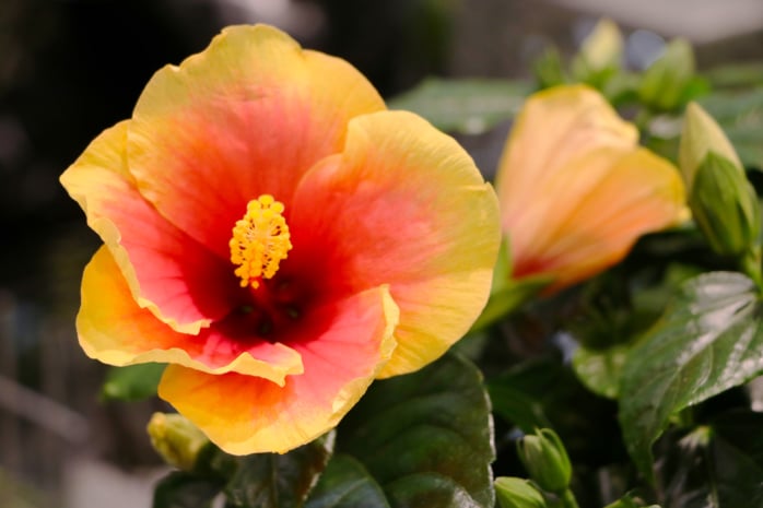 Hibiskus (Hibiscus)