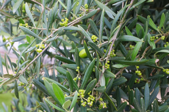 Olivenbaum (Olea europaea)