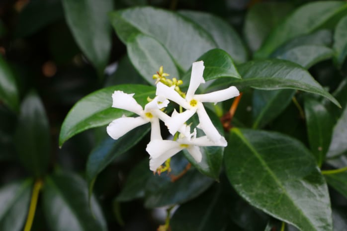 Sternjasmin (Trachelospermum jasminoides)