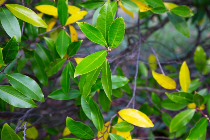 Kirschlorbeer (Prunus laurocerasus)
