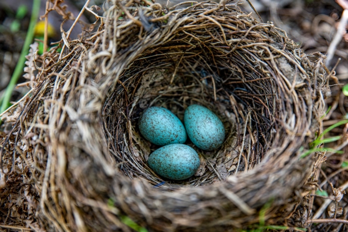 Eier der Amsel im Vogelnest