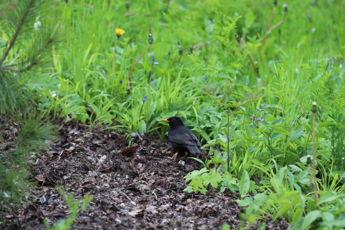 Amsel (Turdus merula)