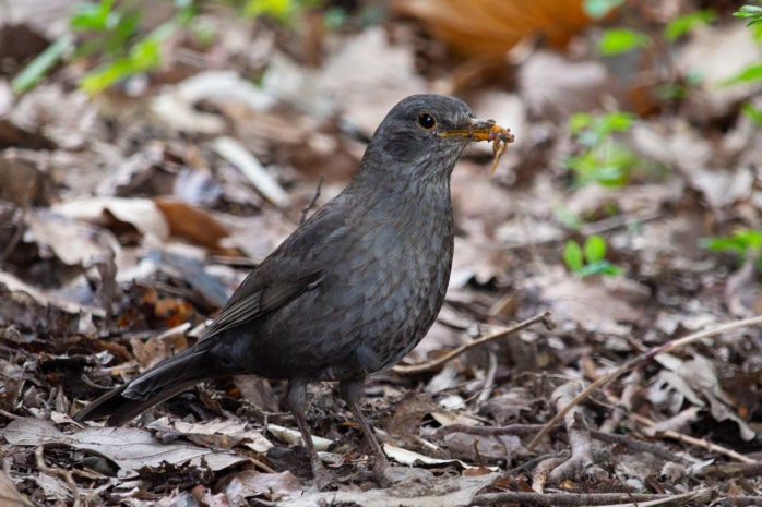 Amsel mit Wurm 