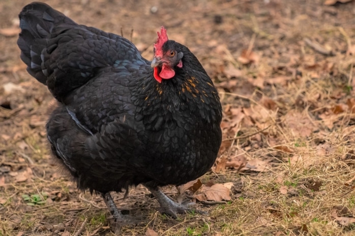 Australorp-Huhn