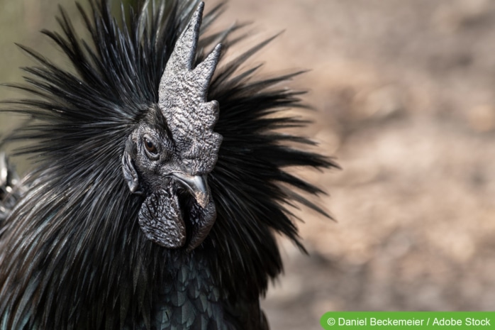 Ayam-Cemani-Hahn