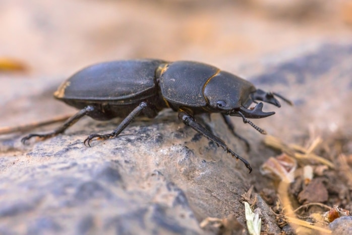 Balkenschröter (Dorcus parallelipipedus)