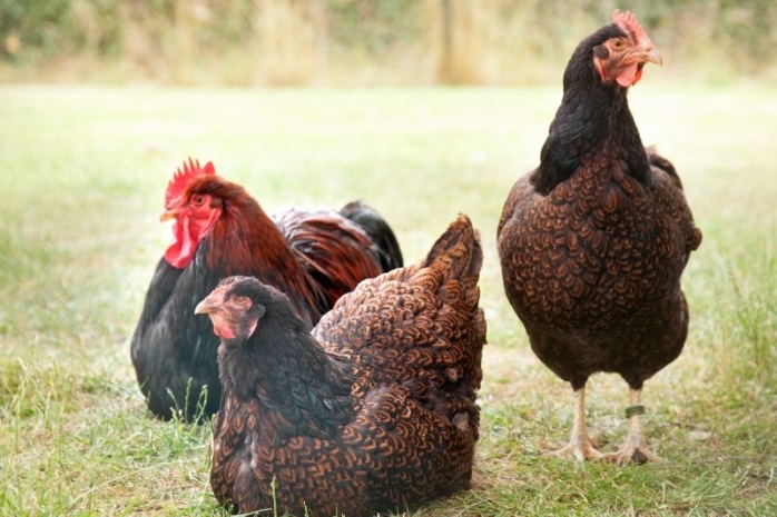 Barnevelder - Zwei Hennen und ein Hahn