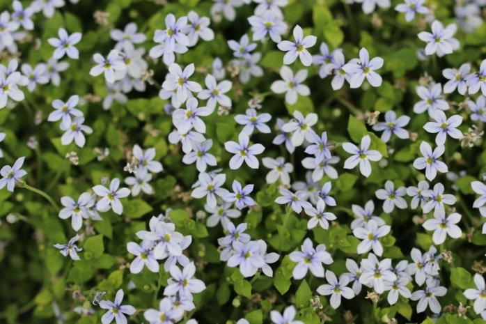 Blauer Bubikopf (Isotoma fluviatilis)