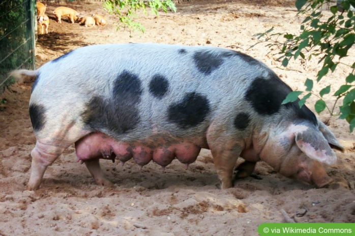 Buntes Bentheimer Landschwein