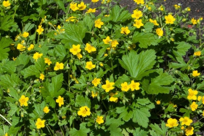 Echte Nelkenwurz (Geum urbanum)