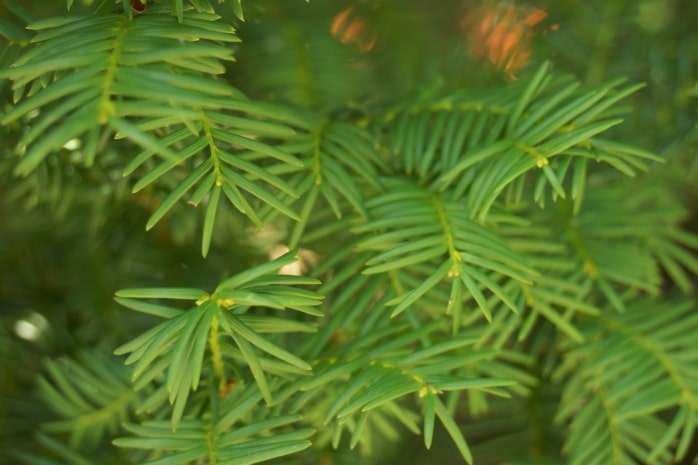 Nadeln der Eibe (Taxus baccata)