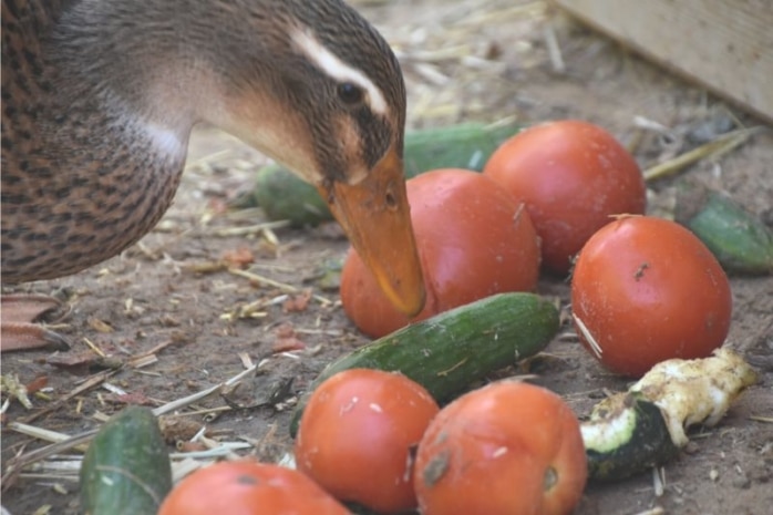 Ente prüft Tomaten und Gurken mit Schnabel