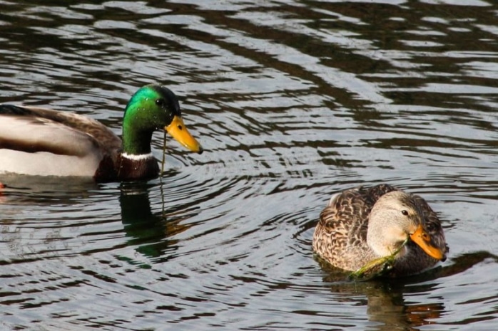 Enten fressen Wasserpflanzen