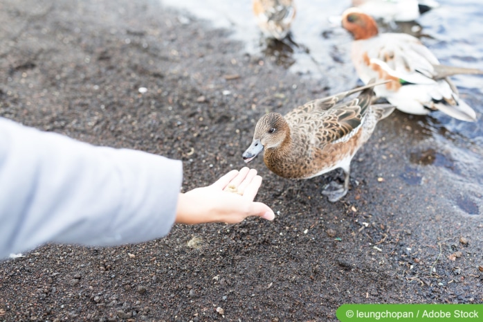 Ente frisst aus Hand einer Frau