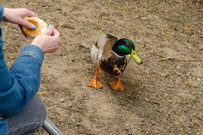 Junge Frau füttert Stockente mit Brötchen