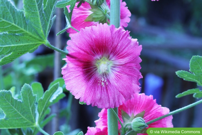 Feigenblättrige Stockrose (Alcea ficifolia)