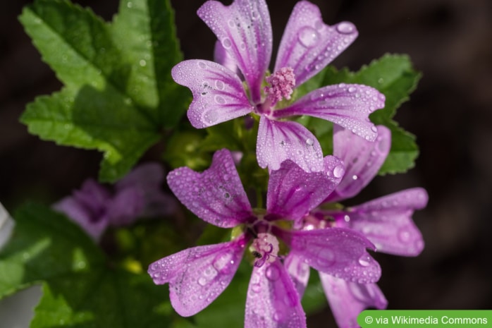 Garten-Malve 'Zebrina' (Malva sylvestris)