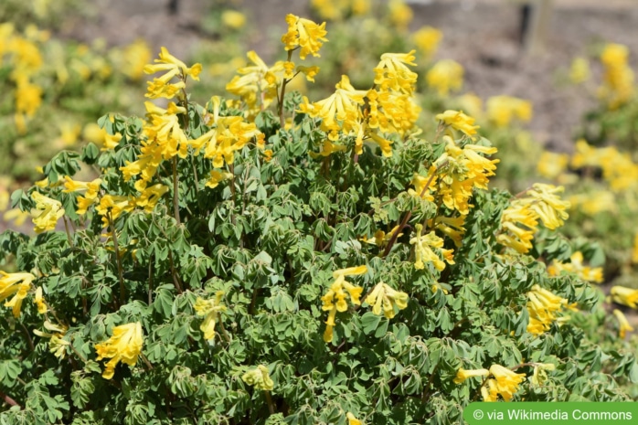 Gelber Lerchensporn (Pseudofumaria lutea)