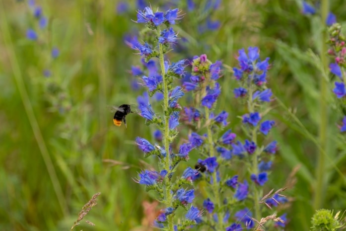 Gewöhnlicher Natternkopf (Echium vulgare)