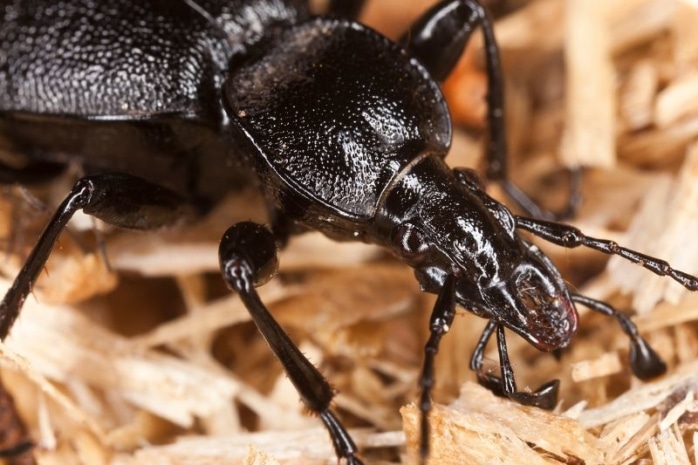 Gewöhnlicher Schaufelläufer (Cychrus caraboides)