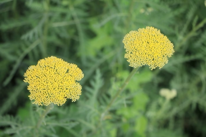 Goldgarbe (Achillea filipendulina)