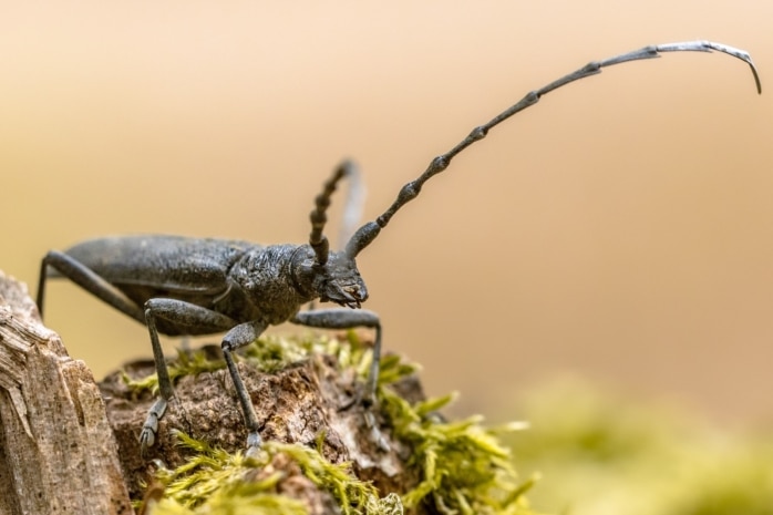 Großer Eichenbock (Cerambyx cerdo)