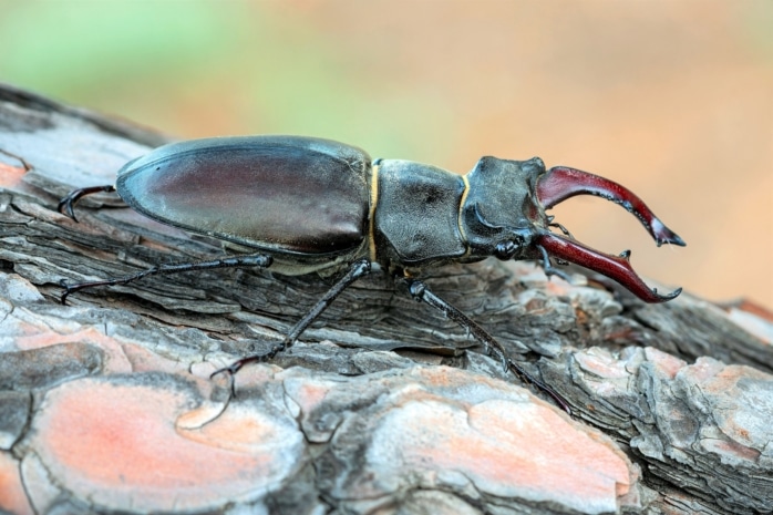 Hirschkäfer (Lucanus cervus)