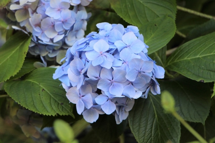 Hortensie 'Endless Summer'