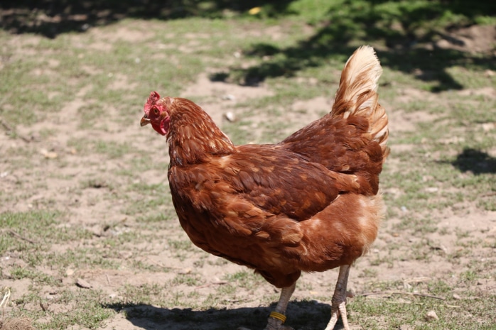 Huhn im Garten