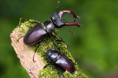 Käfer mit Zangen - Hirschkäferpaar
