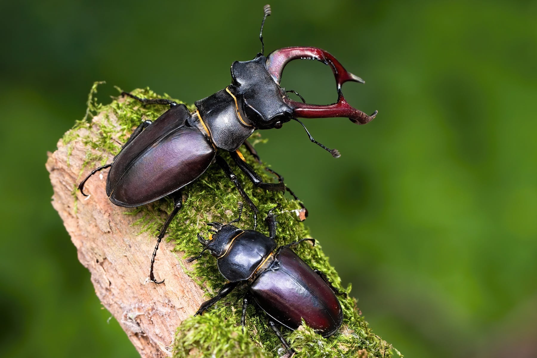 Käfer mit Zangen bestimmen: 10 heimische Arten - Hausgarten.net