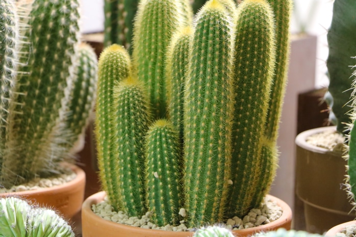 Kakteen (Cactaceae)