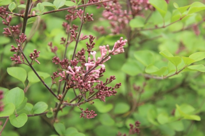 Kleinblättriger Herbstflieder (Syringa microphylla) 'Superba'