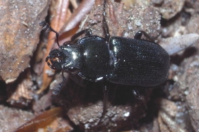 Kleiner Rehschröter (Platycerus caraboides)