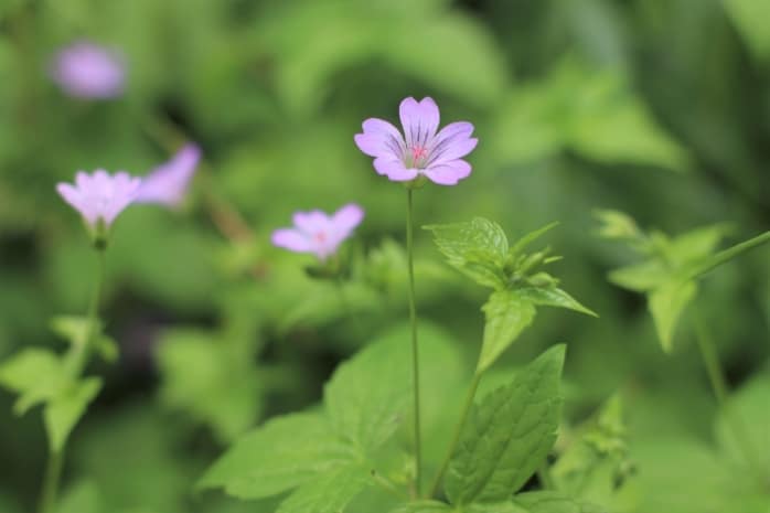 Knotiger Bergwald-Storchschnabel (Geranium nodosum)