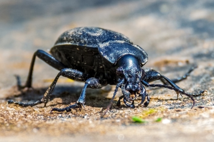 Leder-Laufkäfer (Carabus coriaceus)