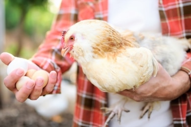 Legeleistung von Hühnern - Mann hält Huhn und Eier in Hand
