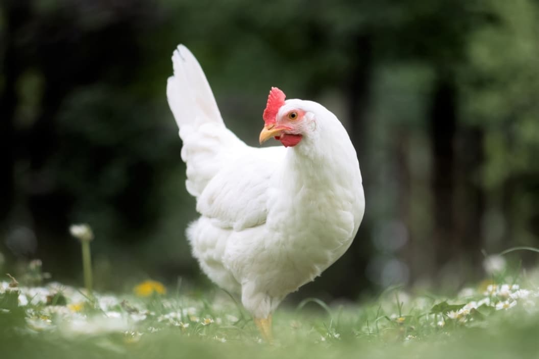 Welche Hühner legen die meisten Eier? - Hausgarten.net