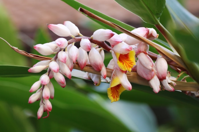 Muschelingwer (Alpinia zerumbet)