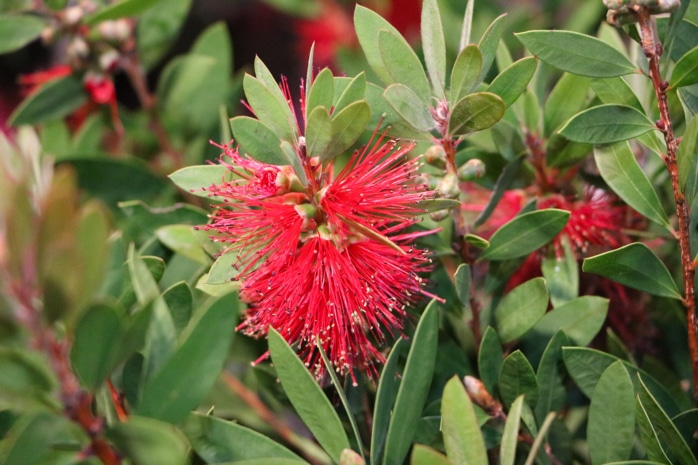 Pfeifenputzer (Callistemon viminalis)