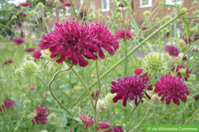 Purpur-Witwenblume (Knautia macedonia)