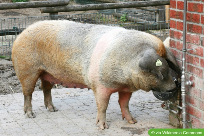 Rotbuntes Husumer Schwein 