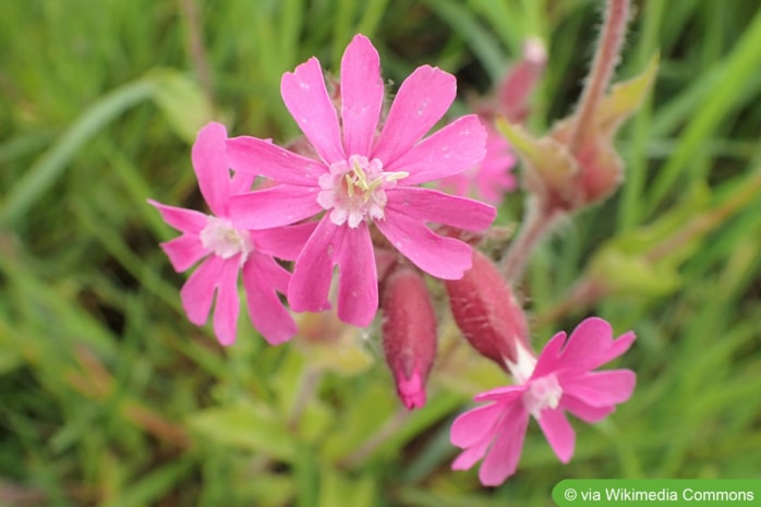 Rote Lichtnelke (Silene dioica)