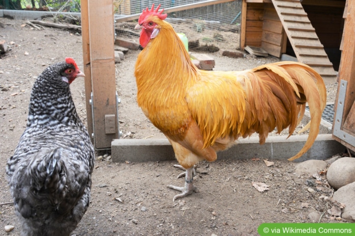 Gelber Sachsenhahn und gesperberte Sachsenhuhn-Henne