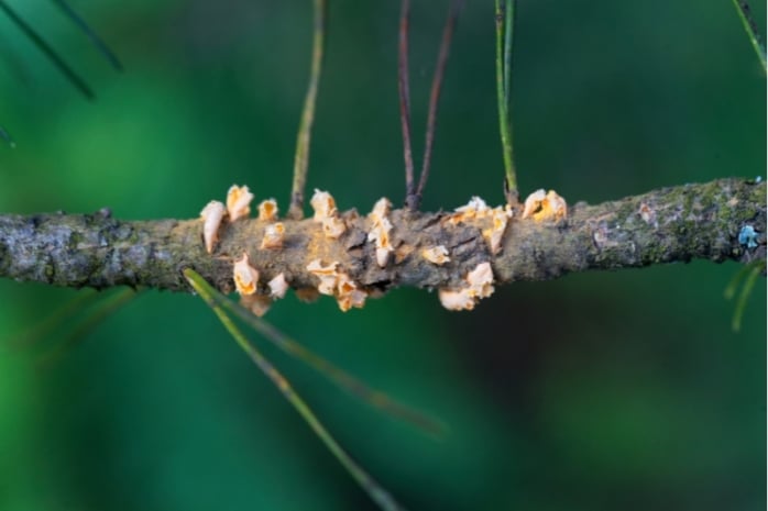 Säulenrost - Cronartium ribicola