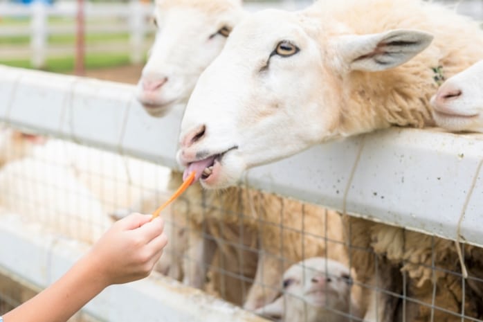 Junge füttert Schafe mit Möhre