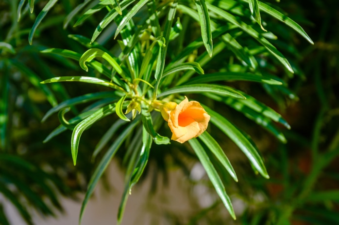 Schellenbaum (Cascabela Thevetia supp. peruviana)
